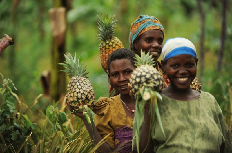 Menschen bei der Ernte frischer Ananas auf einer Plantage