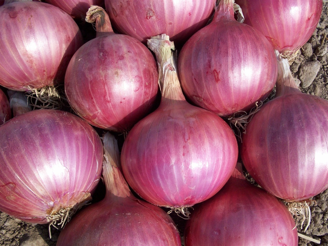 1kg. BIO-Zwiebeln rot, neue Ernte, Griechenland