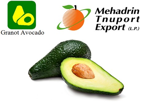 1 Karton Israel Avocados, 14er Sorte Ettinger