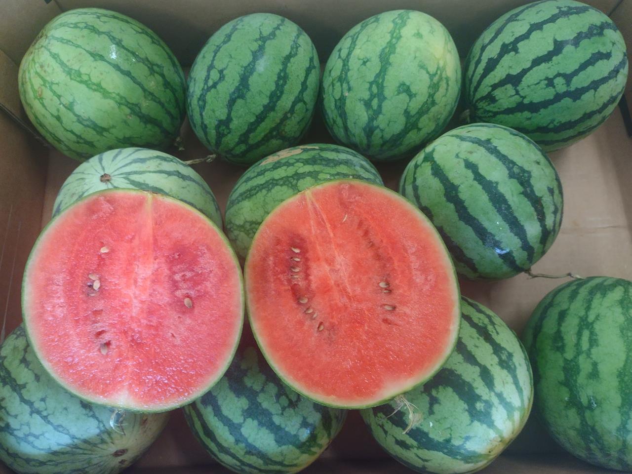 BIO-Mini-Wassermelone, 1 Stck. ca. 1,1kg.