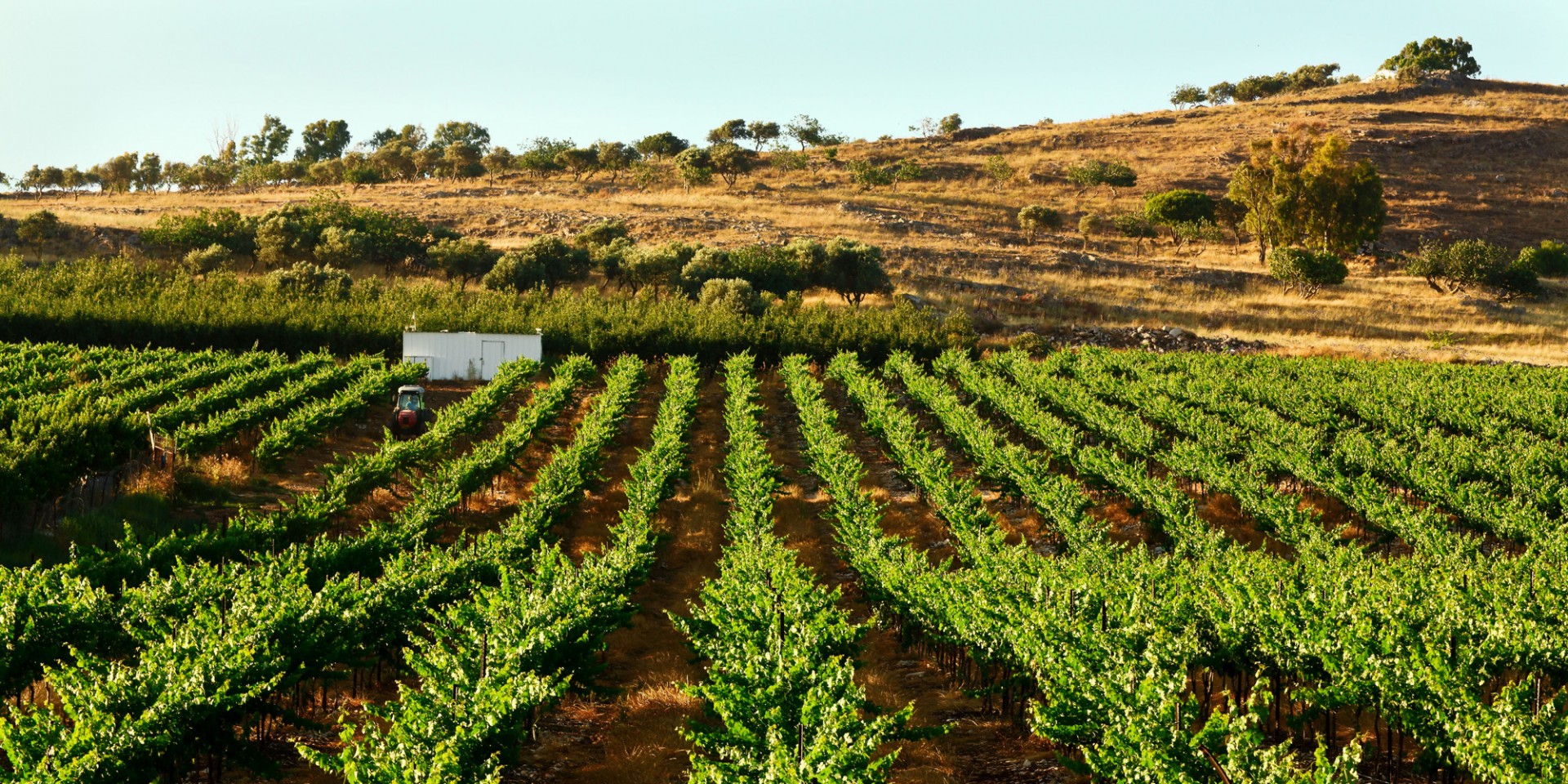 Weinberge in Israel als Ursprung hochwertiger israelischer Weine