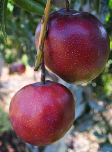 1 Israel Flugmango Sorte Shelly