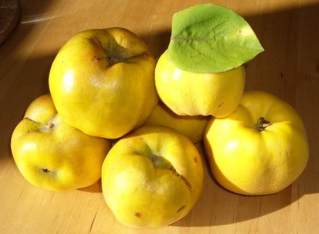 1kg. Schwäbische Quitten