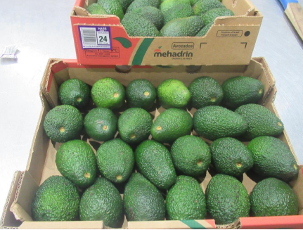 1 Karton Israel Avocados Sorte Hass, 22er