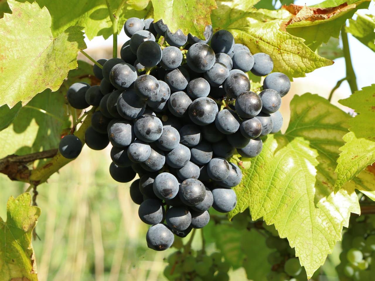 1kg. BIO-Trauben, weiß, Baden-Württemberg