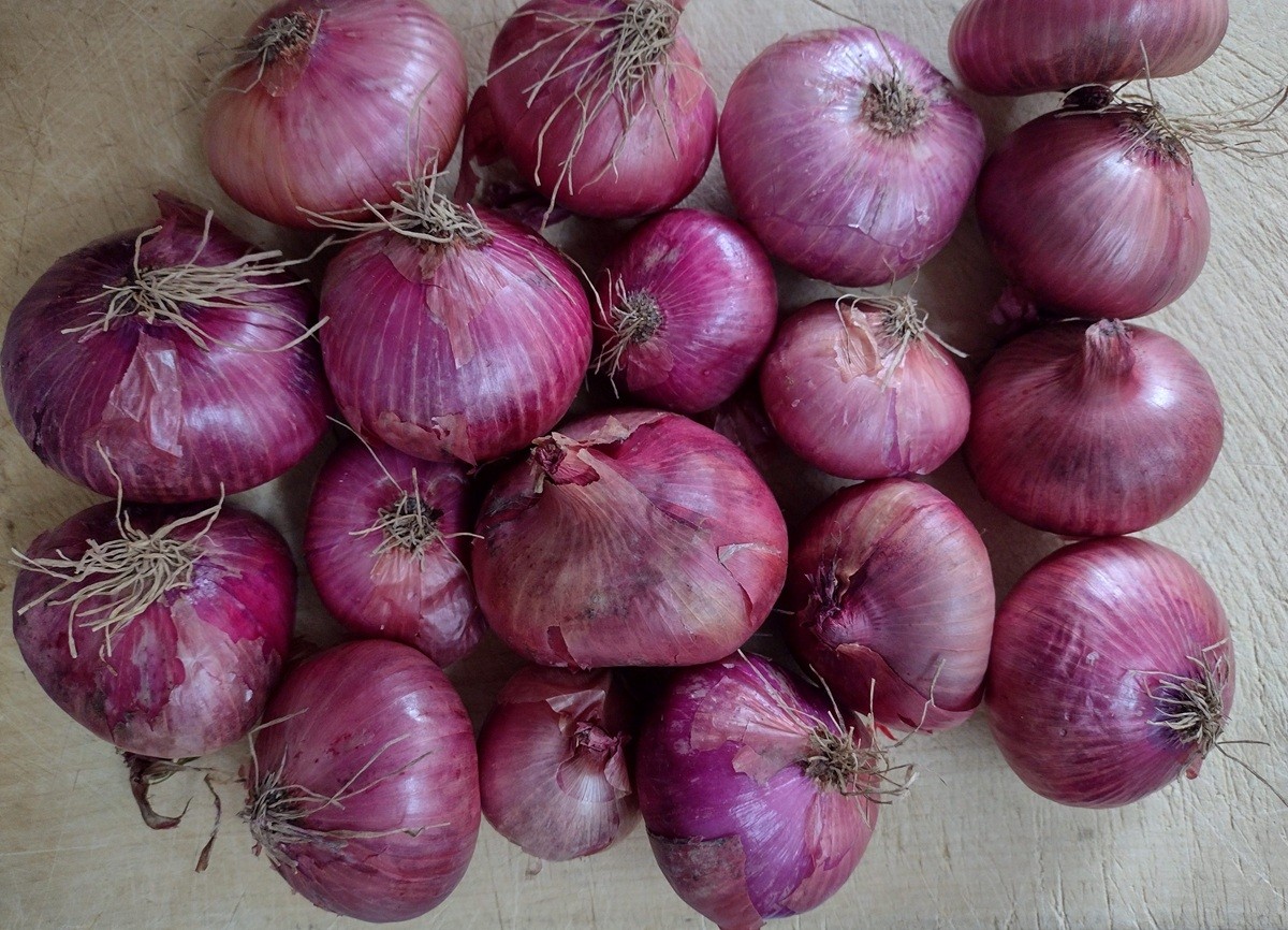 1kg. Höri-Bülle Zwiebeln vom Bodensee