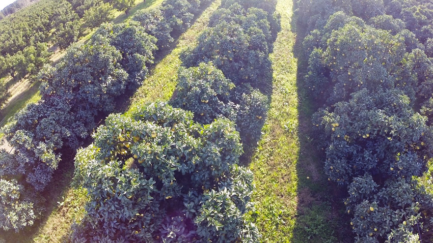 1 BIO-Grapefruit rot, Sizilien