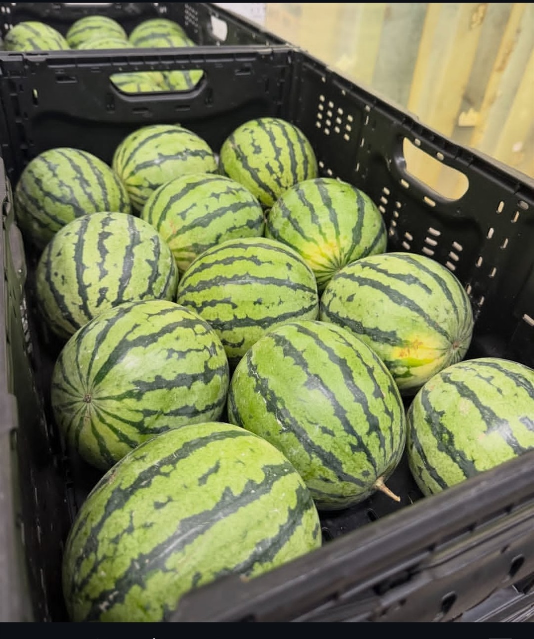 BIO-Mini-Wassermelone, 1 Stck. ca. 1,1kg.