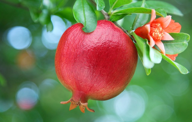 1 Israel-Granatapfel Sorte Red/ Emek