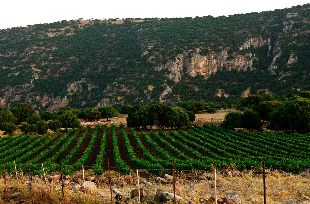 Weinberge des Segal Weinguts in Galiläa, Israel